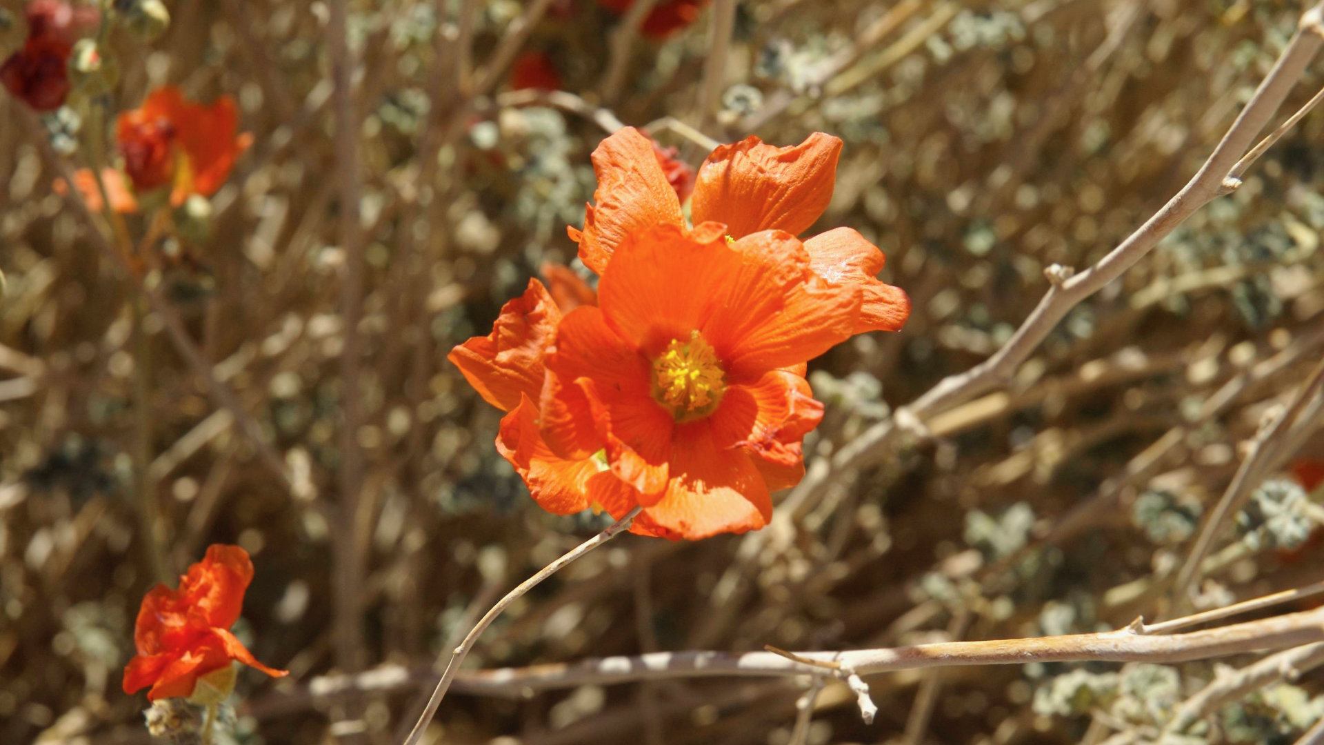 An orange desert flower